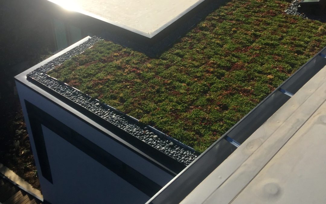 Low Slope Green Roof project 2016